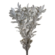 Picture of RUSCUS GARDEN COLORATO