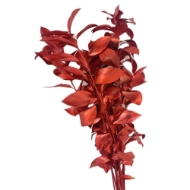Picture of RUSCUS GARDEN COLORATO