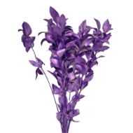 Picture of RUSCUS GARDEN COLORATO