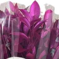 Picture of RUSCUS GARDEN COLORATO