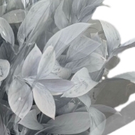 Picture of RUSCUS GARDEN COLORATO