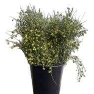 Picture of GINESTRA BACCHE 