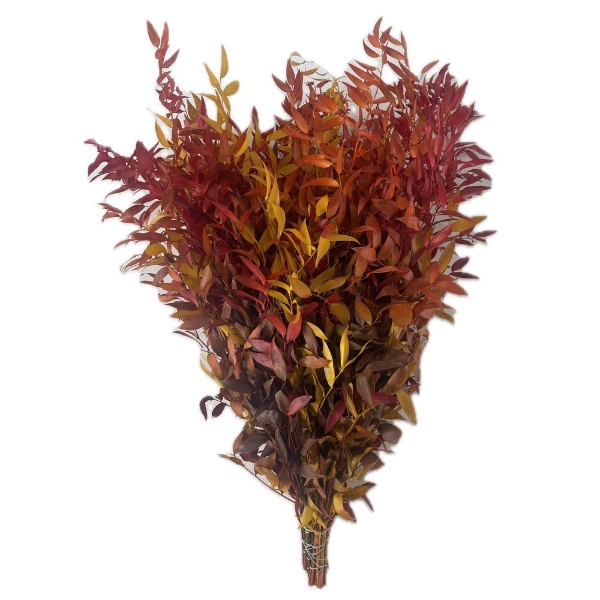 Image de RUSCUS STABILIZZATO