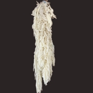 Picture of AMARANTO CAUDATUS SBIANCATO