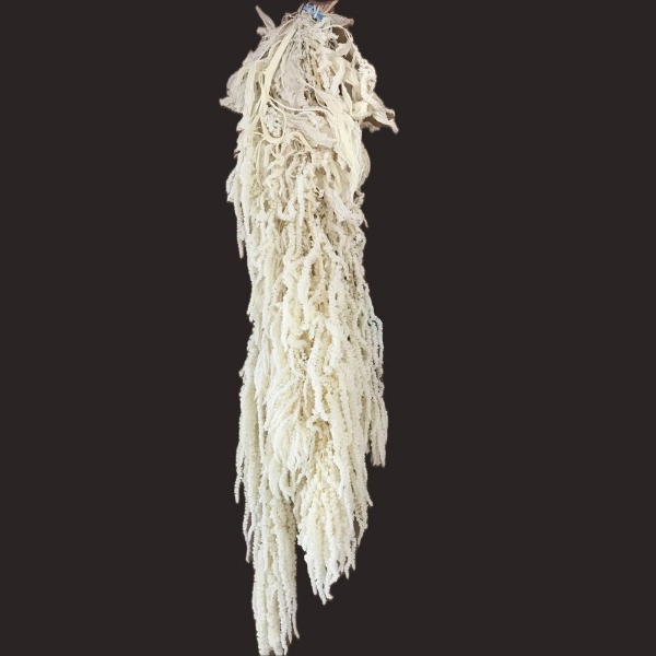 Picture of AMARANTO CAUDATUS SBIANCATO