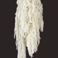 Picture of AMARANTO CAUDATUS SBIANCATO
