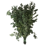 Image de EUCALYPTUS  STUARTIANA STABILIZZATO