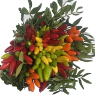 Immagine di PEPERETTA PAPRIKA ORNAMENTALE