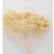 Image de BROOM BLOOM NATURALE / SBIANCATO