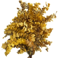 Picture of EUCALYPTUS  STUARTIANA STABILIZZATO