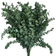 Picture of EUCALYPTUS  STUARTIANA STABILIZZATO