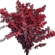 Picture of EUCALYPTUS  STUARTIANA STABILIZZATO