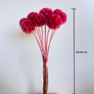 Picture of SCABIOSA STELLATA  STABILIZZATA