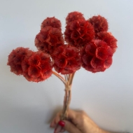 Picture of SCABIOSA STELLATA  STABILIZZATA