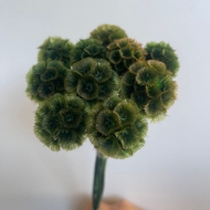 Picture of SCABIOSA STELLATA  STABILIZZATA