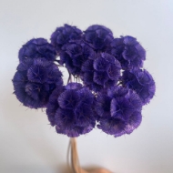 Picture of SCABIOSA STELLATA  STABILIZZATA