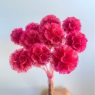 Picture of SCABIOSA STELLATA  STABILIZZATA