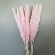 Immagine di FLUFFY REED SBIANCATO / COL. ROSA