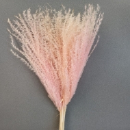 Immagine di EULALIA SBIANCATA / COL. ROSA