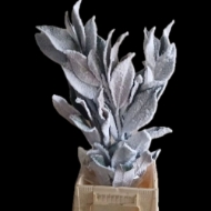 Image de MAGNOLIA NEVATA