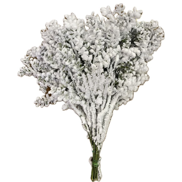 Show details for PUNGITOPO NEVATO (RUSCUS ACULEATUS) Picture of PUNGITOPO NEVATO (RUSCUS ACULEATUS)