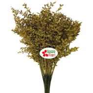 Immagine di PUNGITOPO BRILLANTINATO (RUSCUS ACULEATUS) 