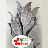 Image de MAGNOLIA NEVATA