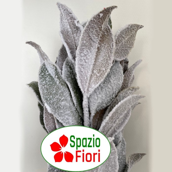 Image de MAGNOLIA NEVATA