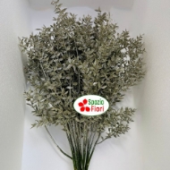 Immagine di PUNGITOPO BRILLANTINATO (RUSCUS ACULEATUS) 