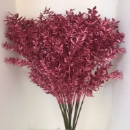 Immagine di PUNGITOPO BRILLANTINATO (RUSCUS ACULEATUS) 