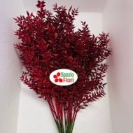 Immagine di PUNGITOPO BRILLANTINATO (RUSCUS ACULEATUS) 