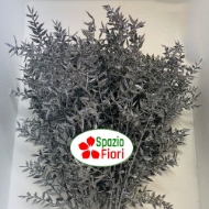 Immagine di PUNGITOPO BRILLANTINATO (RUSCUS ACULEATUS) 