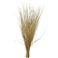 Image de BETULLA BRILLANTINATA