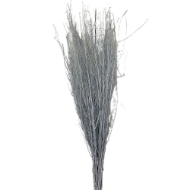 Image de BETULLA BRILLANTINATA