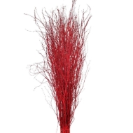 Image de BETULLA BRILLANTINATA