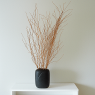 Image de BETULLA BRILLANTINATA