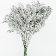 Immagine di PUNGITOPO NEVATO (RUSCUS ACULEATUS)