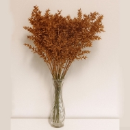 Immagine di PUNGITOPO BRILLANTINATO (RUSCUS ACULEATUS) 