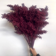 Immagine di PUNGITOPO NEVATO (RUSCUS ACULEATUS)