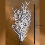 Image de FAGGIO NEVATO