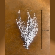 Image de FAGGIO NEVATO