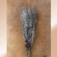 Picture of BETULLA BRINATA 