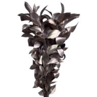 Image de RUSCUS GARDEN COLORATO