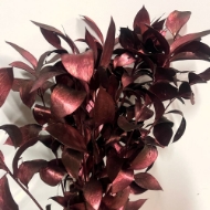 Image de RUSCUS GARDEN COLORATO