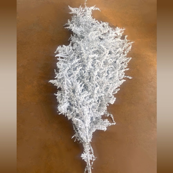 Picture of ASPARAGO NEVATO