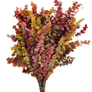 Picture of EUCALYPTUS  STUARTIANA STABILIZZATO