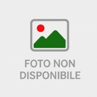 Immagine di TULIPANI (PRODUZIONE FRANCIA)