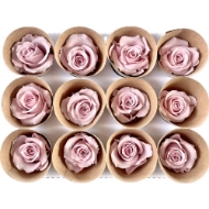 Immagine di ROSA STABILIZZATA