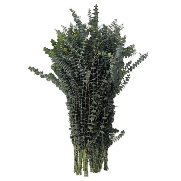 Picture of EUCALYPTUS BABY BLU 