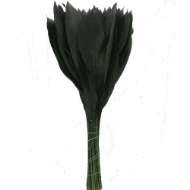 Image de ASPIDISTRA FOGLIA